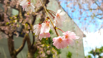 A close-up of one of the branches with flowers in bloom.