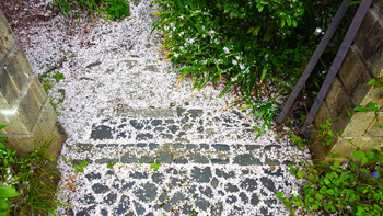 The small courtyard below her tree, covered like snow with the fragile cherry blossom petals.