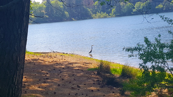 A heron waiting patiently for a meal. It should've joined those two ducks and me for lunch earlier.