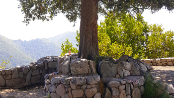 Re loved this tree on our previous drives up into the San Bernardino Mountains.