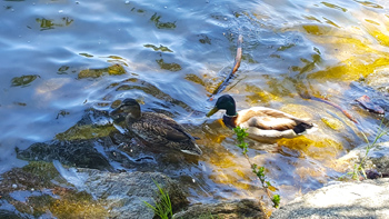 This pair of ducks joined me when I took a break for lunch, and I fed them practically all the chips I had.