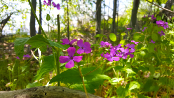Purple wildflowers.