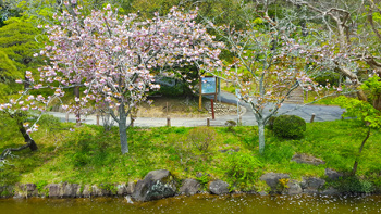 Re's second tree - a Yoshino cherry tree - with fragile petals falling into the pond below.