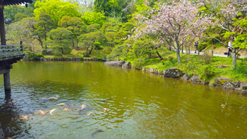 Just a fraction of the many koi fish swimming near her tree on the edge of the pond.