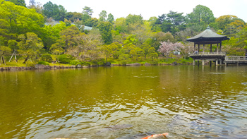A shot of Re's tree next to the gazebo from across the pond, with more koi fish swimming in the foreground.