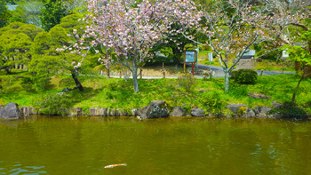 One last shot of her tree and a lone koi fish swimming through the water below.