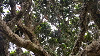 Looking up inside Re's beautiful new tree.