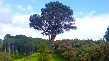 Re's spectacular new tree atop the Cathedral Cove path.