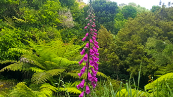 Just an example of the fantastic flora one encounters during the Cathedral Cove hike.