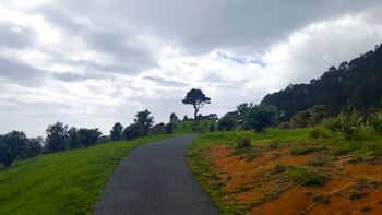 Walking back up the path and being struck again by that stunning tree.