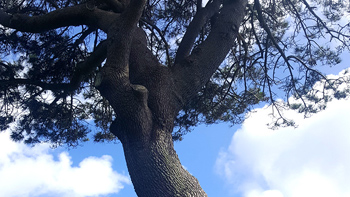 Looking up at her truly tranquil tree.