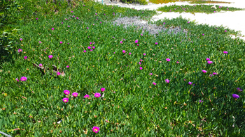 At the bottom of the staircase, more purple flowers are beginning to bloom.