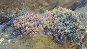 Purple flowers just beginning to bloom from the ice plant where I spread her ashes.