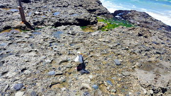 The moment I finished spreading her ashes, a lone seagull flew over and landed below me. It looked up at me for a little while and then flew away. I was glad to have the company for a bit.