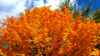 Another shot of Re's gorgeous maple tree near the Ausable Chasm entrance.