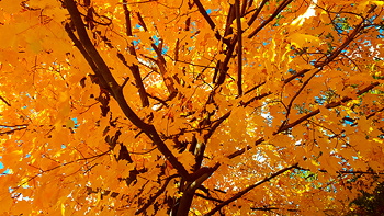 Underneath Re's tree, listening to the fall leaves as they rustle in the wind.