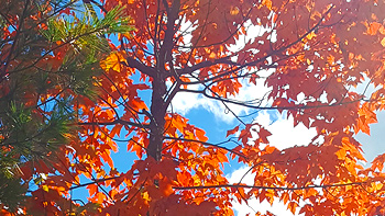A shot of Re's beautiful tree from another angle.