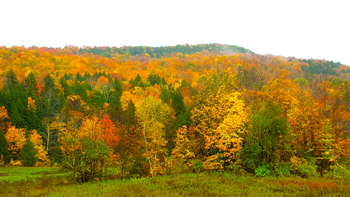 Fall foliage.