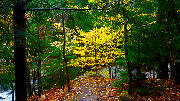The path opening up to Re's lovely tree.