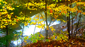 Another shot of Re's tree with the flowing cascades of Warren Falls behind it.