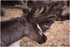 Blitzen in repose.