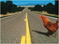 Mr. Chicken will never tell you why he crossed the road.