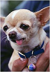 The Damned Dog