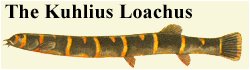 kuhlius loachus maximus go nutus