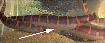 beer gut kuhli loach